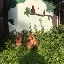 Hühner – unsere neuen Mitbewohner