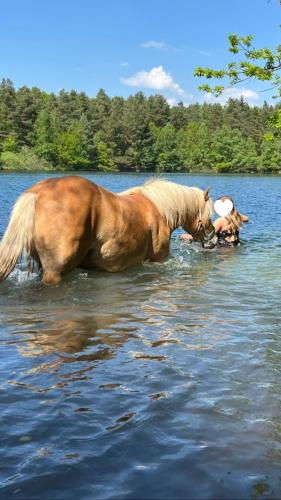 Schwimmen mit Pferd